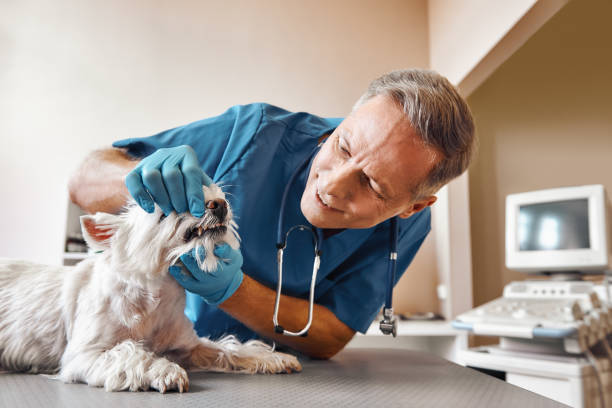 Best Emergency Dental Care for Sports Injuries in Tallahassee, FL